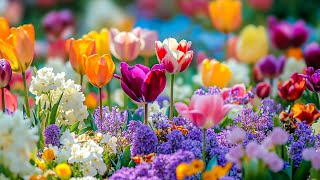 Say goodbye to your worries by listening to this soothing music🌿 Calming melodies heal the soul #2