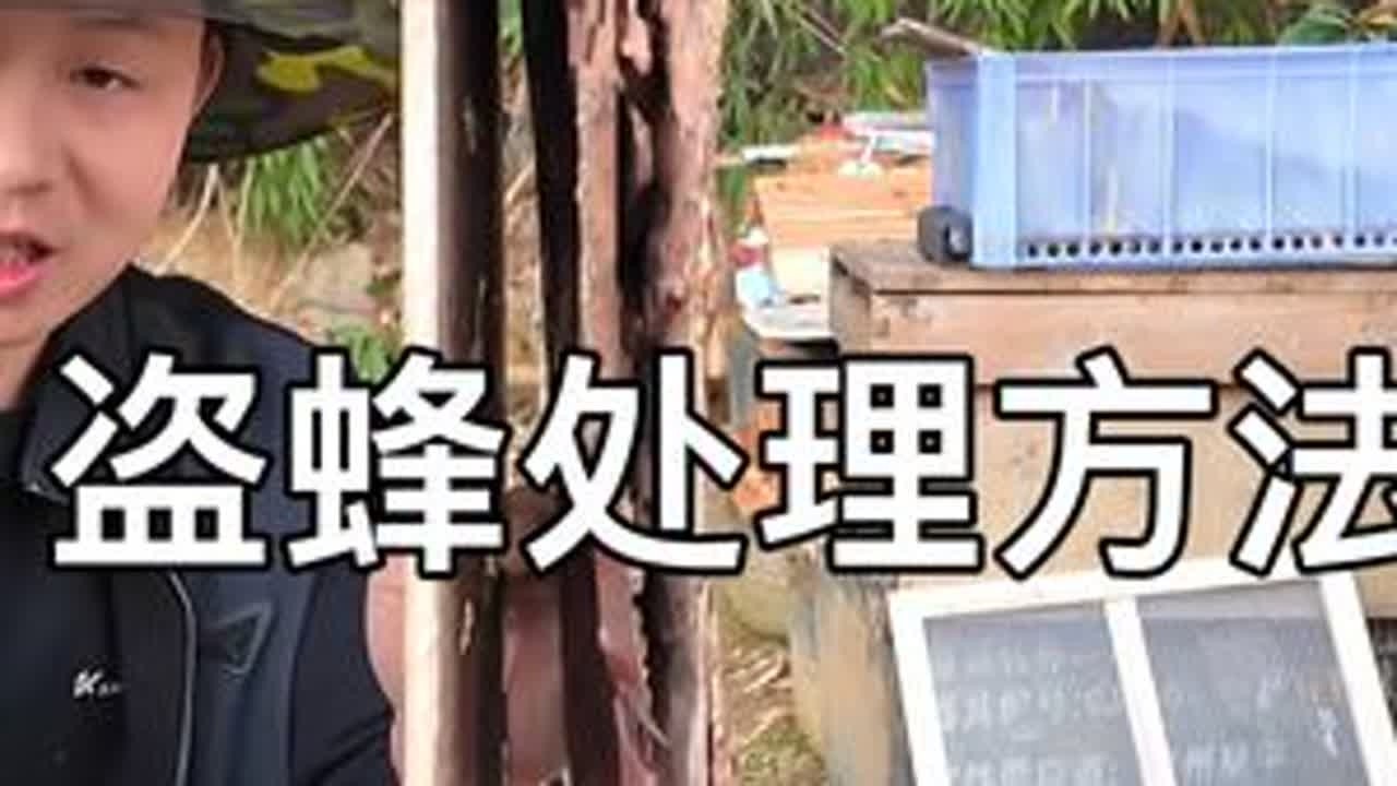 盗蜂怎么解决，意蜂盗中蜂有效的处理方法。 #养蜂技术分享 #我是养蜂人 #盗蜂 #农村养蜂人 #抖音新农人