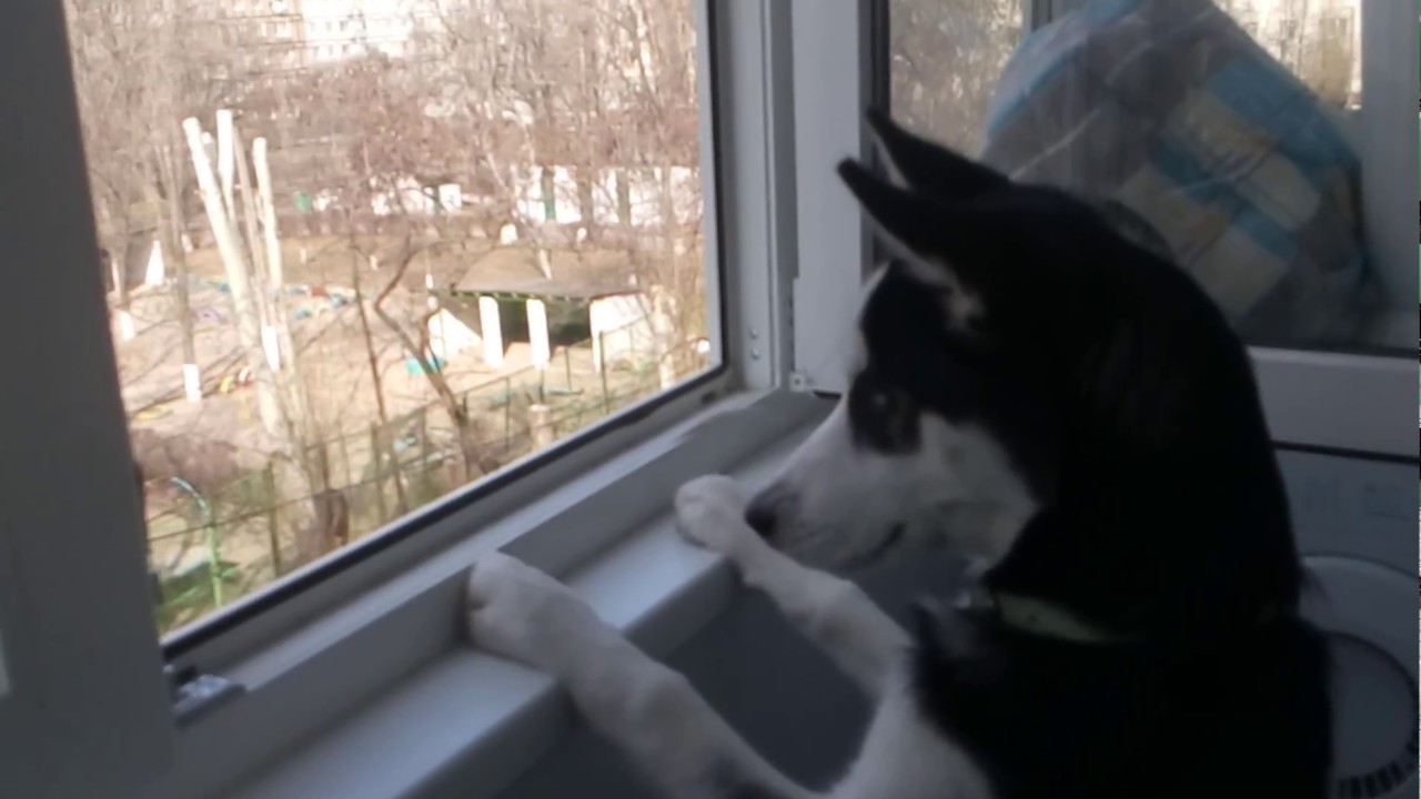 Смотрит в окно машины