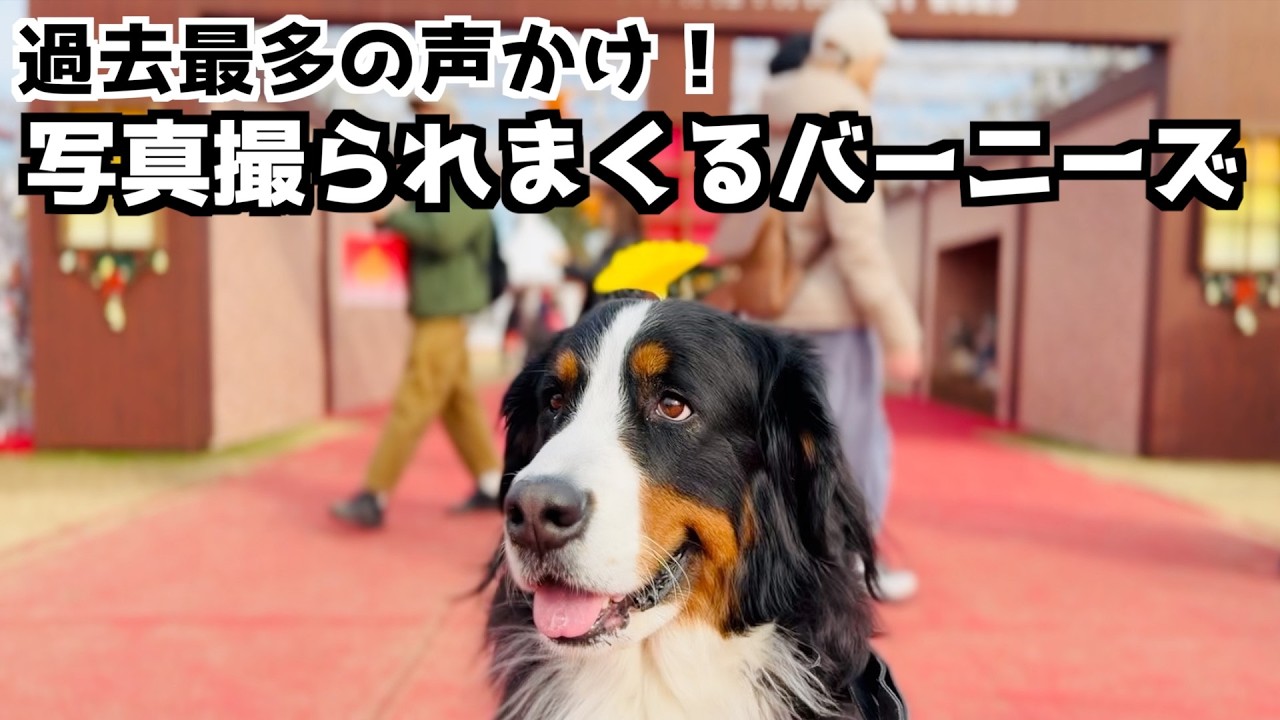 バーニーズと行く！外苑いちょう並木＆東京クリスマスマーケット🎄