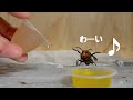 スズメバチ可愛いすぎて飛ぶ