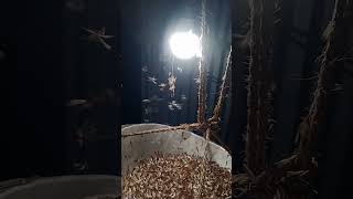 Cilong bangmani ramka tini kicha takari towi riowi#viralreels #Cilong#shorth