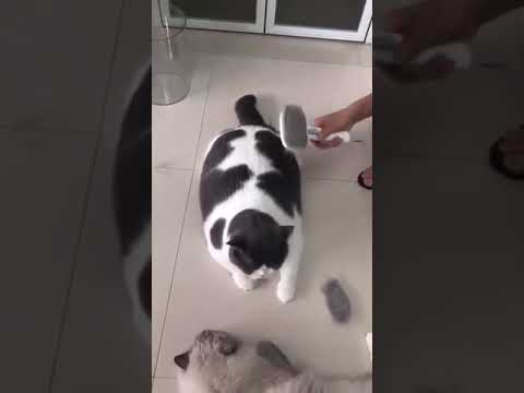 WhatsApp Video 2021 12 29 at 9 29 42 PM