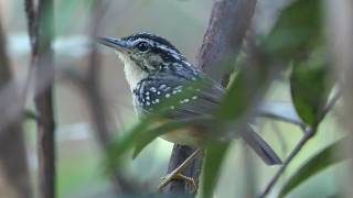 Imeri Warbling Antbird Singing