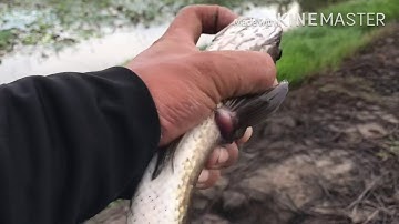 Câu rê cá lóc sau cơn mưa ca ăn liên tục.... Nguyễn Công TV /fishing