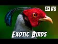 Most Exotic Birds on Earth | Relaxing Bird Chirp | Breathtaking Nature | Stress Relief Sounds