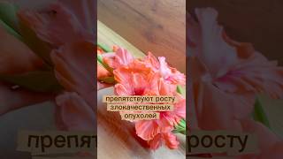 Лепестки гладиолуса против роста опухолей #лечение #рецепты #лето #природа
