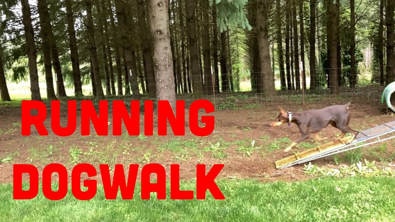 Как тренировать собаку на ловкость: бег с контактами и конусами