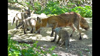 Fuchswelpen am Bau 2020 Teil1 spielende Füchse Rotfuchs Fuchsbau Fuchs red fox Tierfilm Naturfilm