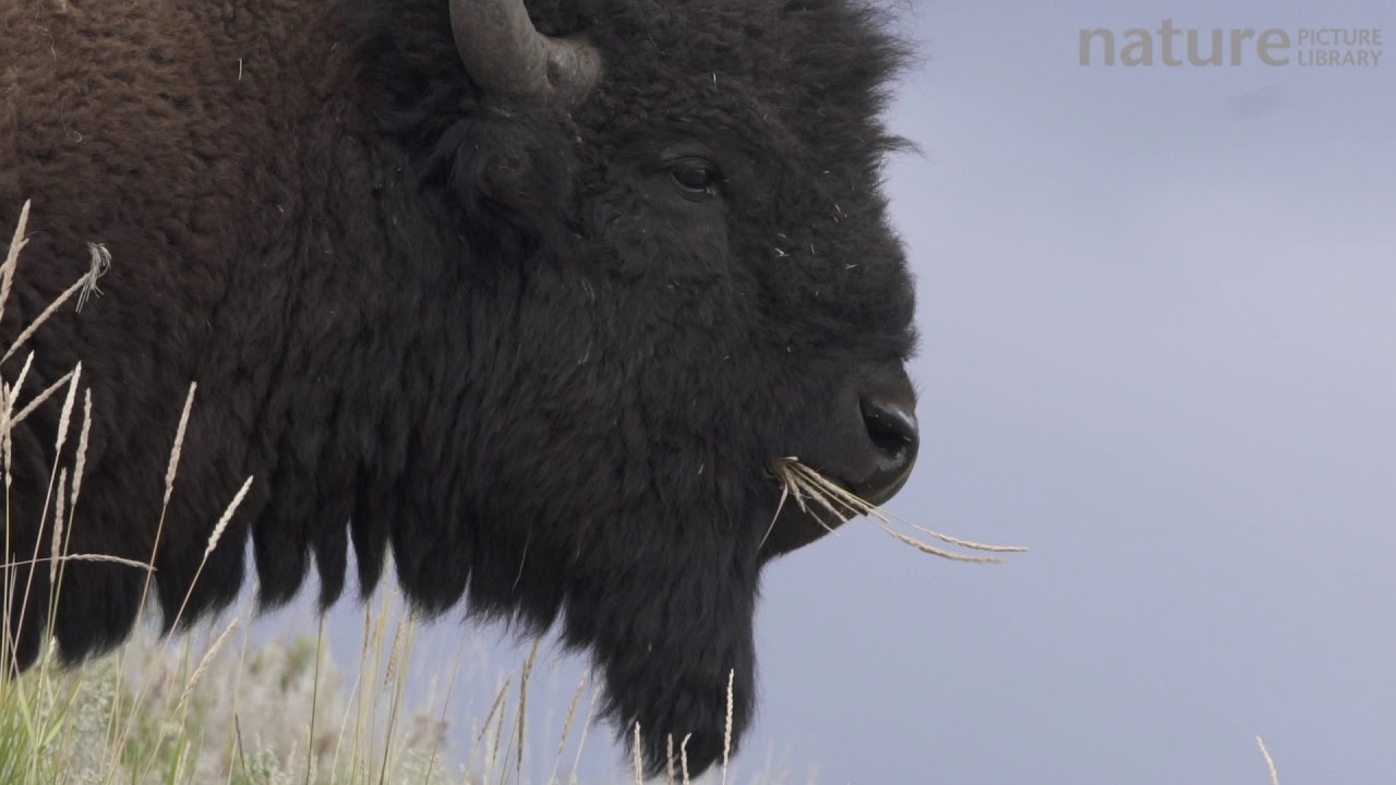 footage of chernobyl American bison feeding, Yellowstone National Park, Wyoming, USA, August.