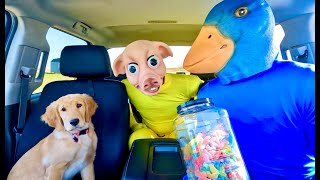 Rubber Ducky surprises Puppy & Pig In Car Ride Chase!