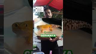 Ada yang tau gak kira-kira dampak obesitas di gecko apa? #gecko #leopardgecko #geckoobesitas