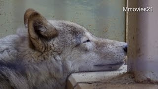 シンリンオオカミの遠吠え