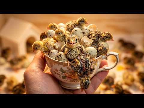 Hatching Mini Quail Chicks: The Nightmare Nobody Warns You About