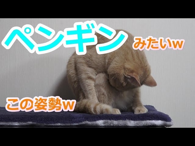 金曜日夜の猫姉妹。