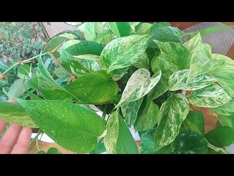 Комнатные растения. Ампельные