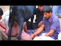 World Record Broken 32 kg Milk  from 1 Goat |Faisalabad Goat Show 2019