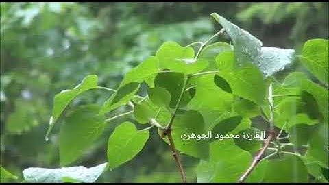 فجر17رمضان1439هـ تلاوة ندية لختام سورة الأحزاب بصوت الفارئ محمود الجوهري إ.م.الرحمة_ مكة المكرمة
