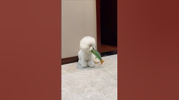 #cute #diy #cat #handmade #petsempire #pets #dogcute #cuteanimal