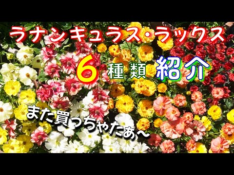 ラナンキュラス　Ｓ40本Ｍ130本 ラナンキュラス・ラックス紹介】ついつい買っちゃいました！6種類