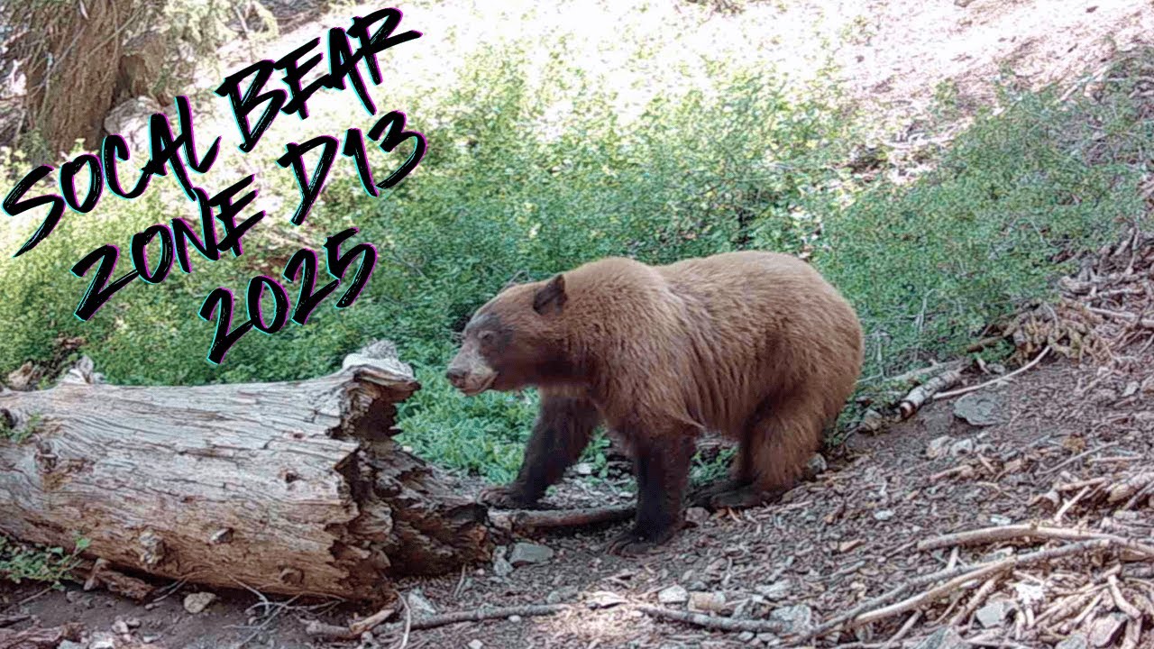 southern-california-hunting-game-cam-captures-giant-black-bear-boars