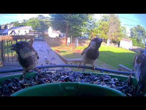 Three, No Wait, Four Sparrows at the Feeder at Once