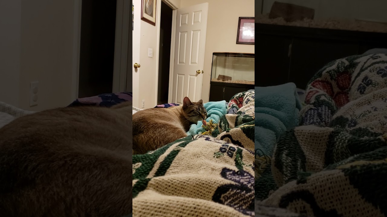 My sister's cat - YouTube