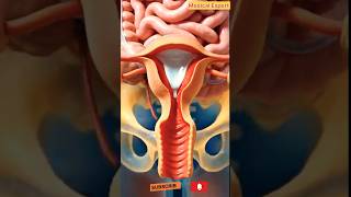 🩸 Menstruation Process Explained in 3D | Female Reproductive System Animation | Medical Expert