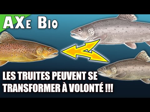 Vidéo: La truite de mer a-t-elle des écailles ?