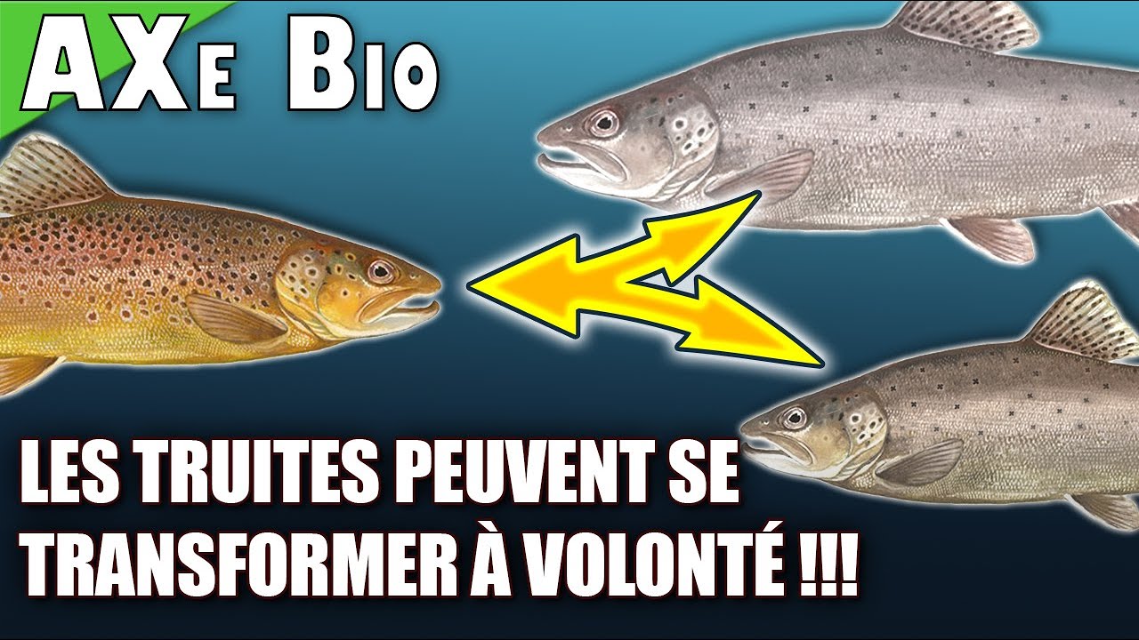 La Truite Fario N Existe Pas Truite De Mer Lacustre Et De Riviere Entre Autres Axe Bio Youtube