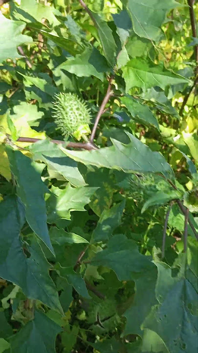 Datura Stramonium var. Tatula. Fruiting 2025