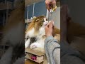 出来ればやめて欲しいんよ #shorts