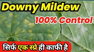 Downy Mildew control|| डाउनी मिलड्यू || Kheera ki kheti ||singenta fangicaid