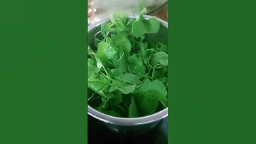 Đọt Nhãn Lồng (chùm bao)