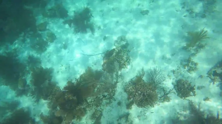 Snorkeling in Belize. near South Water Caye