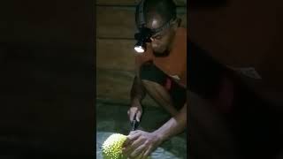 Download Lagu trik baru belah durian pulen tanpa buang tangkainya MP3