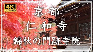 【錦秋の京都】仁和寺 〜御室桜で知られる世界遺産・仁和寺。秋には境内のモミジが彩りを深め、五重塔を包む光景がひときわ美しく映えます。