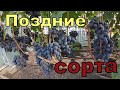 Виноград .Пасынковый урожай. Ягоды с весом более-30гр.