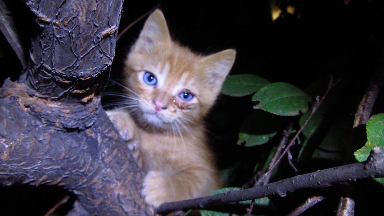 Feeding kittens and cats at night time YouTube