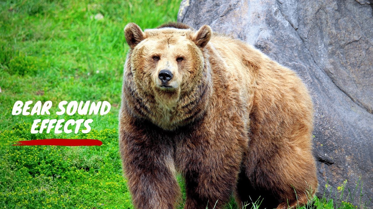 Bear Sound Bear Sound Effect Bear Roar Bear Growl Sound Effect Bear Sound Bear Sound Effect Bear Roar Bear Growl Sound Effect
