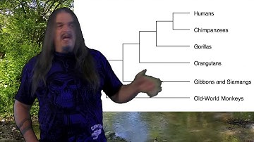 Systematic Classification of Life - ep43 Homininae