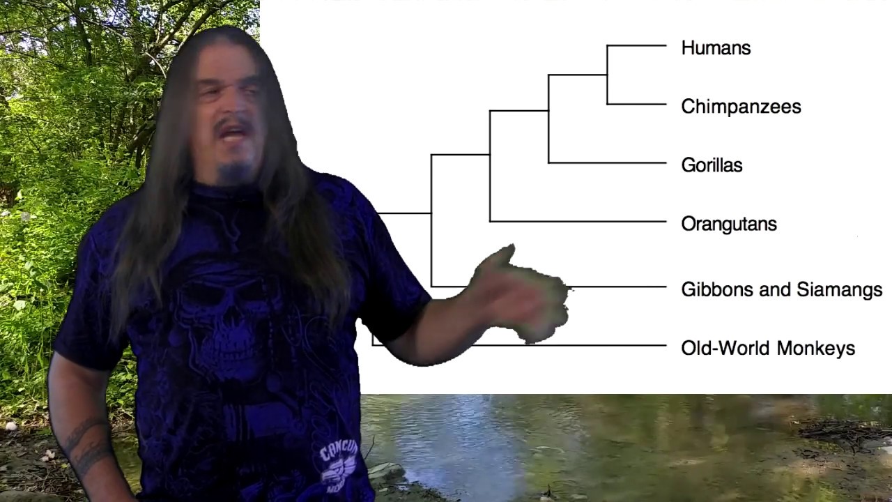 Systematic Classification Of Life Ep43 Homininae YouTube