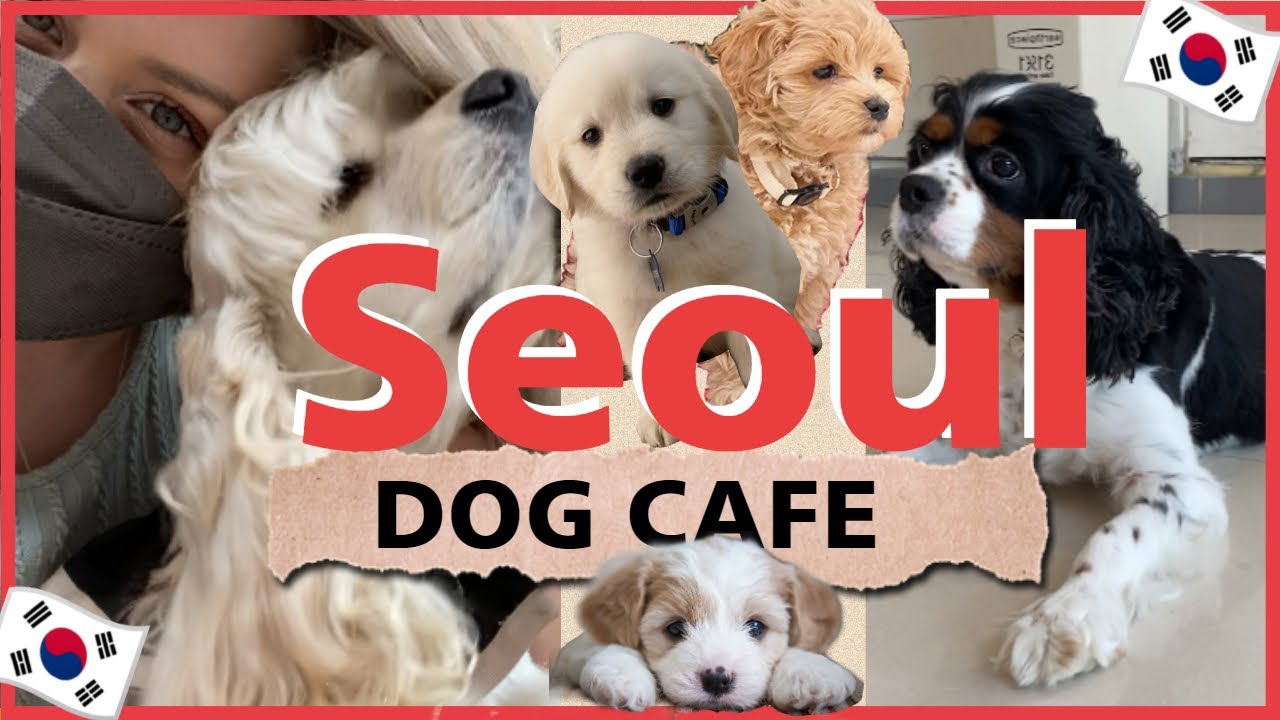 Korea Vlog ✨Dog Cafe 🐶🐕 Seoul Life