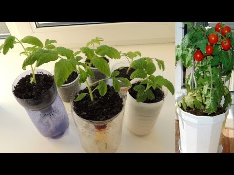 Рассада помидор. Рассада помидор полив. Пикировка горького перца. Полив рассады томатов. Избыточный полив рассады томатов.