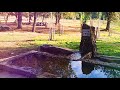 Caballos, toros naturaleza España 2018