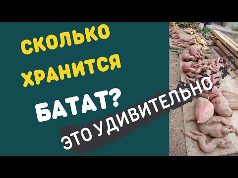 Сколько хранится батат. Удивительные факты