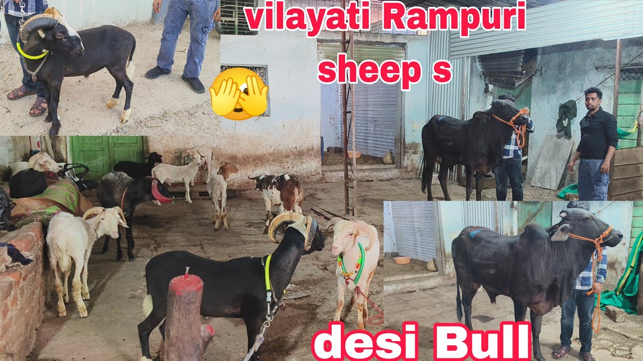 Syed Goat farm per multiple breed mendon ka lot hai desi bull hai available in Hyderabad 