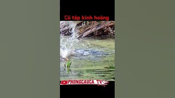 cận cảnh cá lóc táp mồi #fishing #nature #cauca #viral #fish #caulure #carpfishing #xuhuong #shorts
