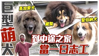 被「巨型萌犬」包圍啦到中途之家當一日志工藏獒、高加索犬、聖伯納犬全到齊ft.毛小孩幸福聯盟協會@usersh1cx8us5g