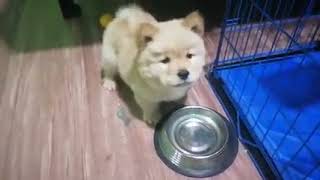 PAANO PAKAININ ANG CHOWCHOW DOG? TAMA BA O MALI?